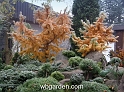 wbgarden autumn 45